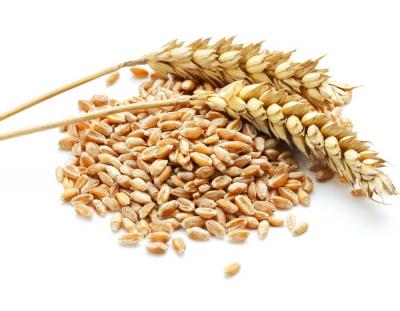 Wheat